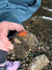 Cnemidocarpa finmarkiensis