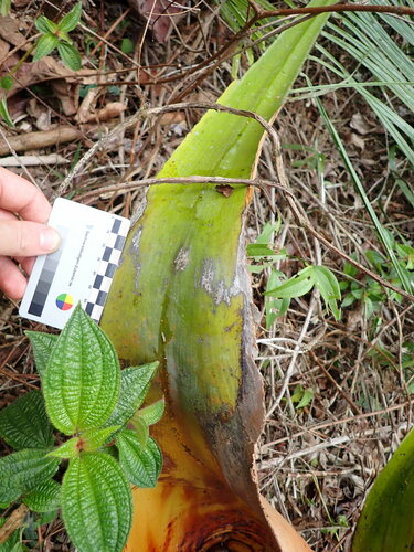 Image of Dypsis leptocheilos by (c) Louis Aureglia, some rights reserved (CC BY)
