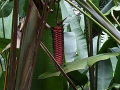 Heliconia mariae