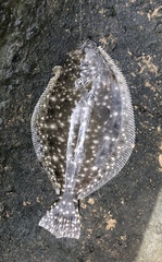 Paralichthys lethostigma