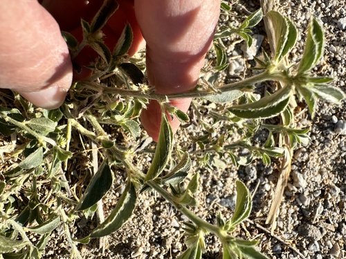 Image of Argythamnia serrata by no rights reserved