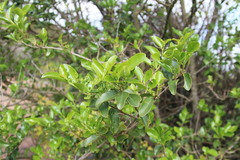 Celastrus Azara (Azara celastrina)
