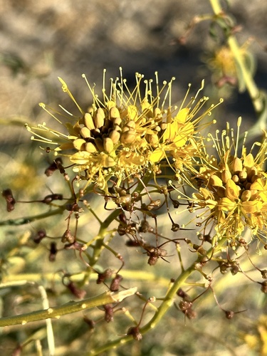Image of Cleomella palmeri by no rights reserved