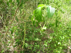 Myriocarpa
