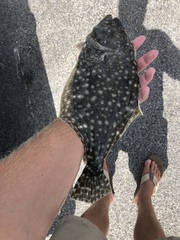 Paralichthys lethostigma