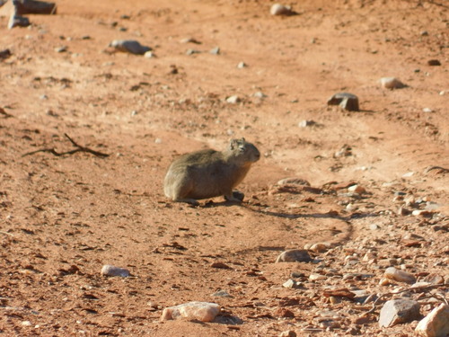 Microcavia maenas