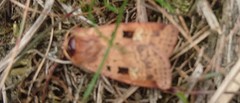 Diarsia mendica