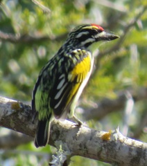 Pogoniulus pusillus pusillus