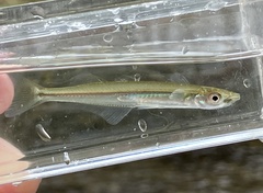 Brook Silverside photo 2
