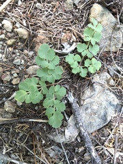 Lomatium howellii