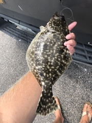 Paralichthys lethostigma