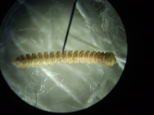 Poratia digitata