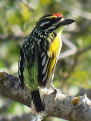 Pogoniulus pusillus pusillus