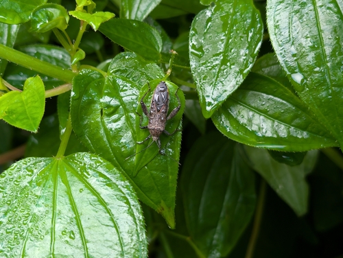 Sweet potato bug photo 6