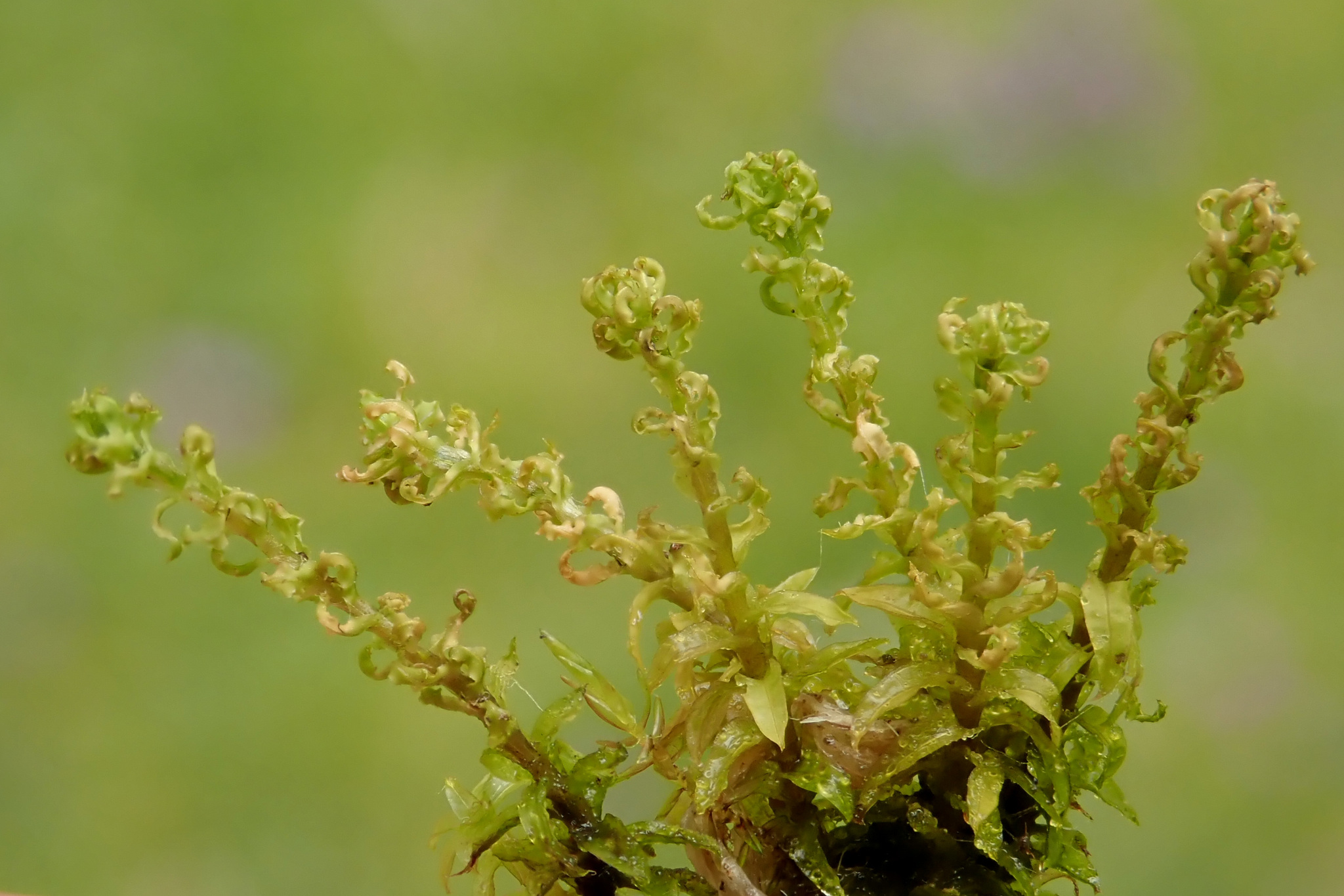 Chionoloma