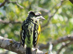 Pogoniulus pusillus pusillus