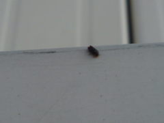 Trypodendron