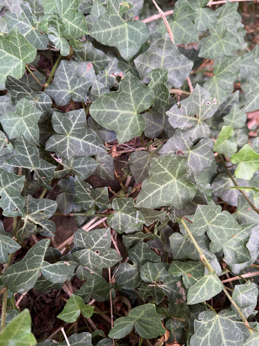 Hedera helix, 2024-11-23