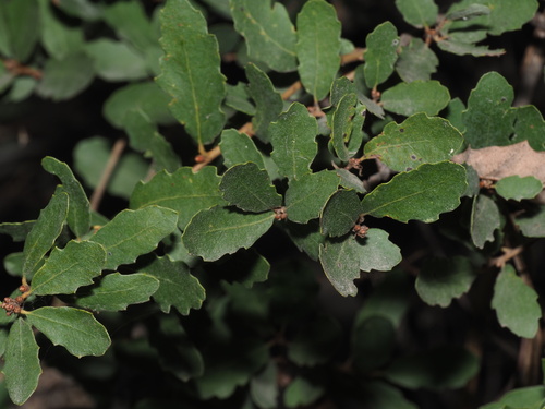 Quercus berberidifolia × engelmannii