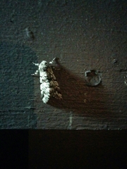 Panthea acronyctoides