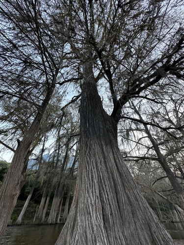 Image of Taxodium mucronatum by (c) Andrea Villarreal Rodríguez, some rights reserved (CC BY)