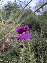 Cuphea lanceolata, photograph (c) Andrea Villarreal Rodríguez, some rights reserved (CC BY)