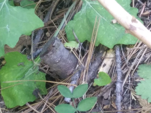 iNaturalist observation photo of Pacific chorus frog