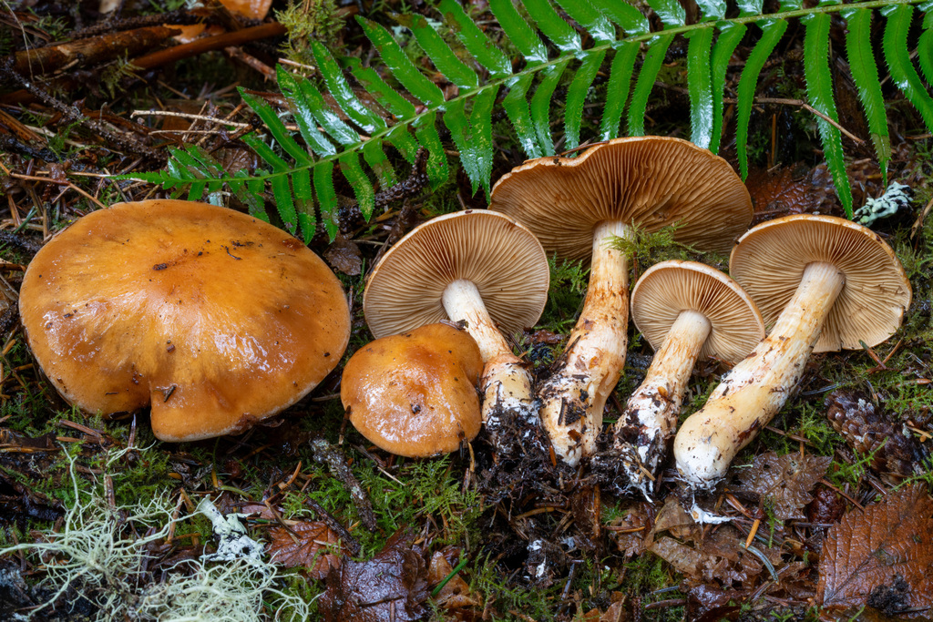 Thaxterogaster vespertinus