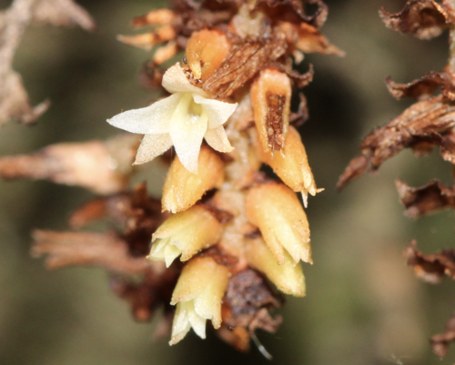 Campylocentrum pachyrrhizum (Rchb.f.) Rolfe