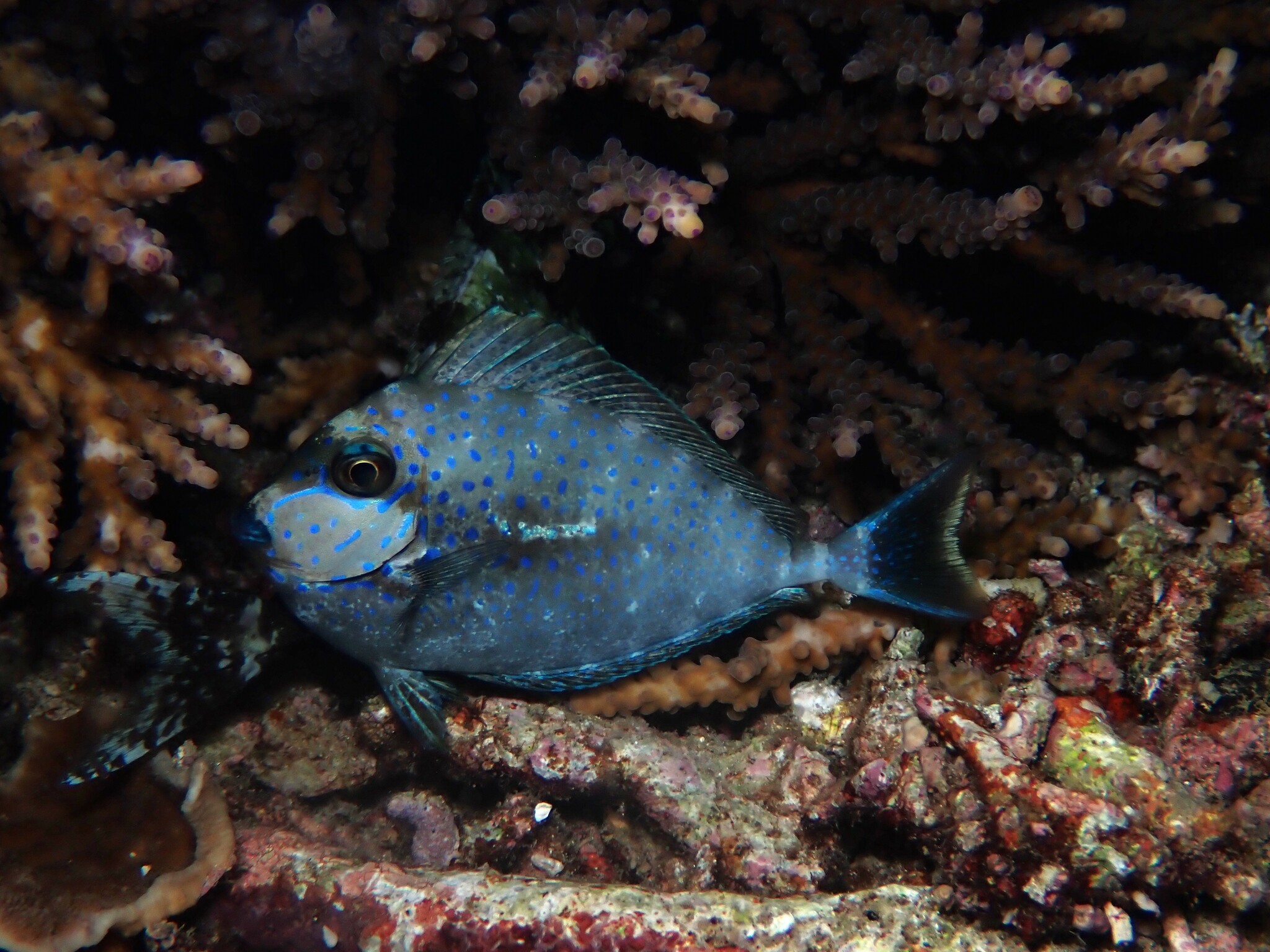 サザナミトサカハギ (Naso vlamingii) · iNaturalist