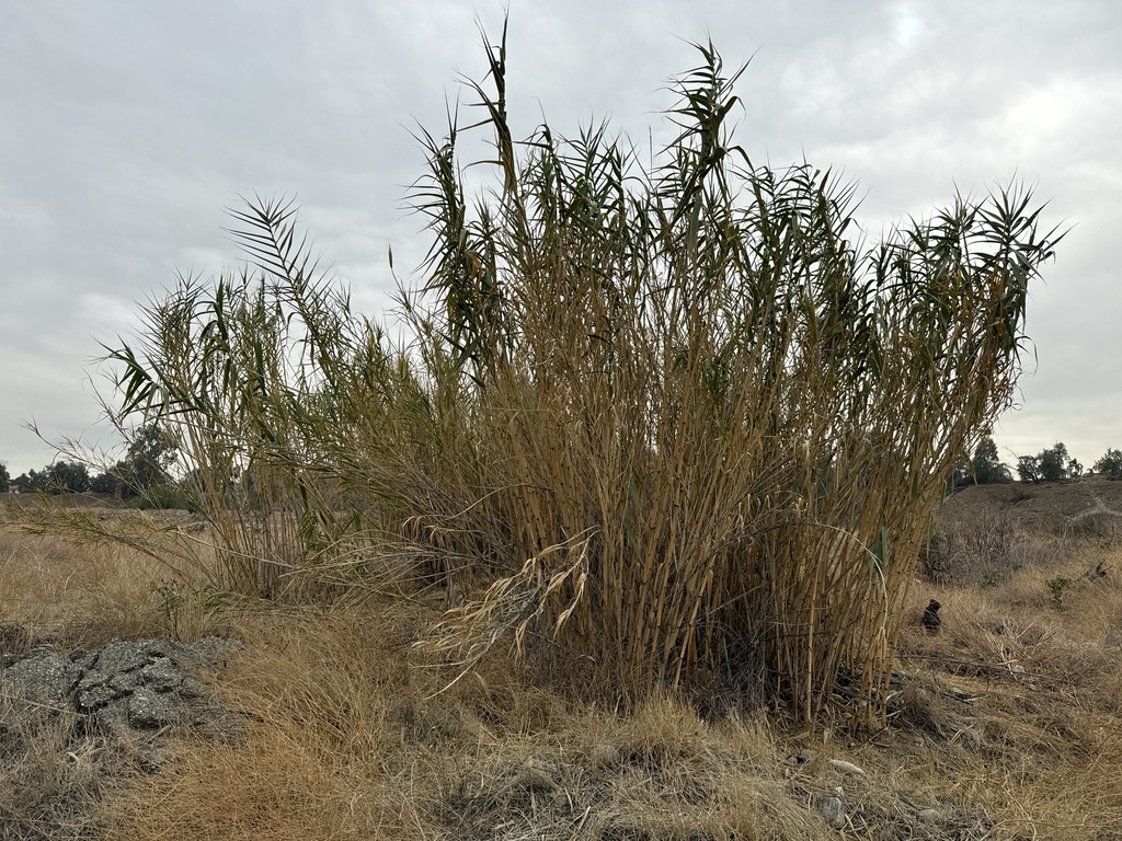 giant reed from North Redlands, Redlands, CA, US on November 23, 2024 ...