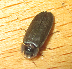 Lamprohiza splendidula