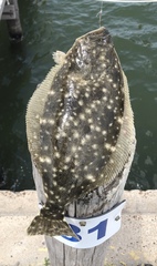 Paralichthys lethostigma