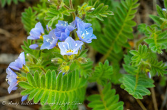 Polemonium pulcherrimum delicatum