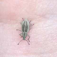 Aphrastus taeniatus