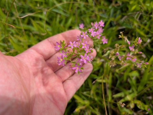 Centaurium erythraea observed 2024-11-23
