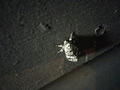 Panthea acronyctoides