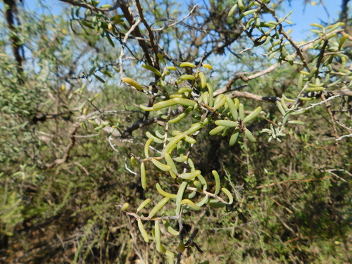 Image of Suaeda divaricata by (c) Valentín Alfano, some rights reserved (CC BY)