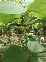 Trillium vaseyi