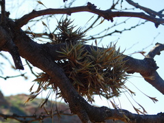 (c) Valentín Alfano, some rights reserved (CC BY) Tillandsia rectangula, photograph (c) Valentín Alfano, some rights reserved (CC BY)