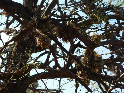 Tillandsia rectangula, photograph 5