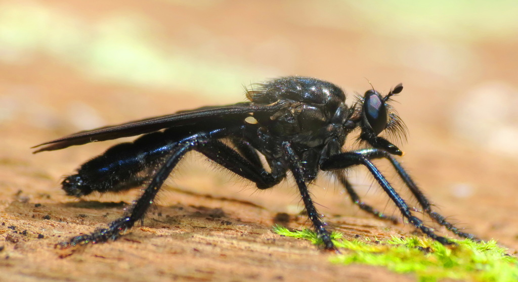 Blackstabber