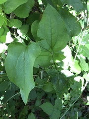 Smilax californica