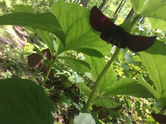 Trillium vaseyi