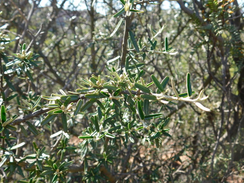 Image of Atamisquea emarginata by (c) Valentín Alfano, some rights reserved (CC BY)