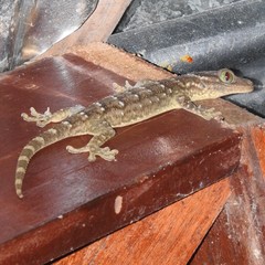 Gekko