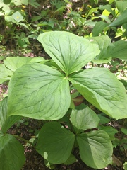 Trillium vaseyi