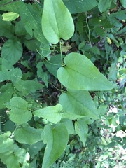 Smilax californica