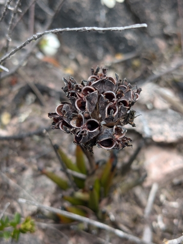 Image of Haemodorum distichophyllum by (c) Maria Duynisveld, some rights reserved (CC BY)