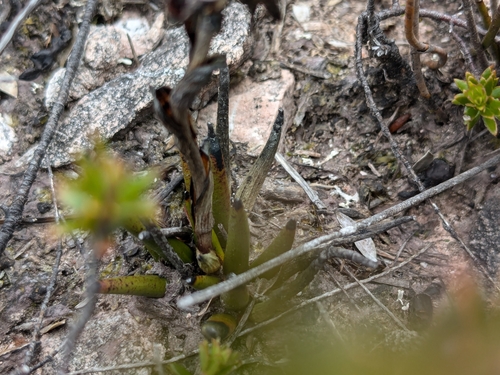 Image of Haemodorum distichophyllum by (c) Maria Duynisveld, some rights reserved (CC BY)